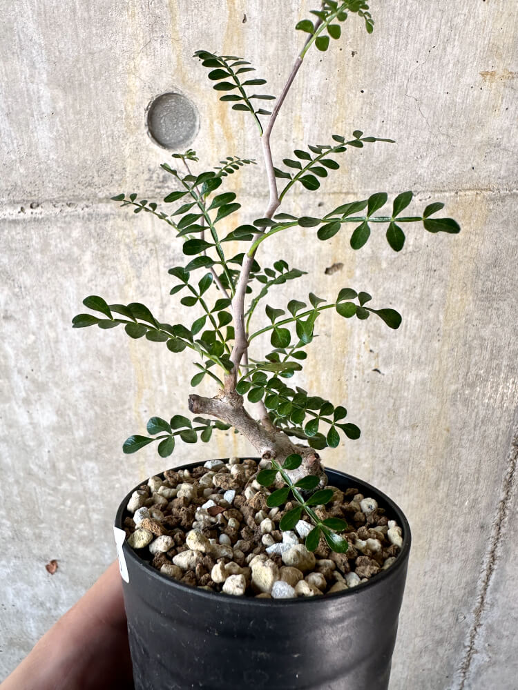 【現品限り】オペルクリカリア・パキプス 根挿し【K48】 Operculicarya pachypus