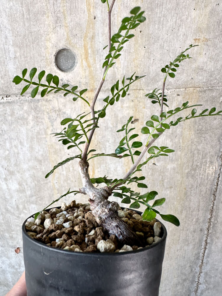 【現品限り】オペルクリカリア・パキプス 根挿し【K48】 Operculicarya pachypus