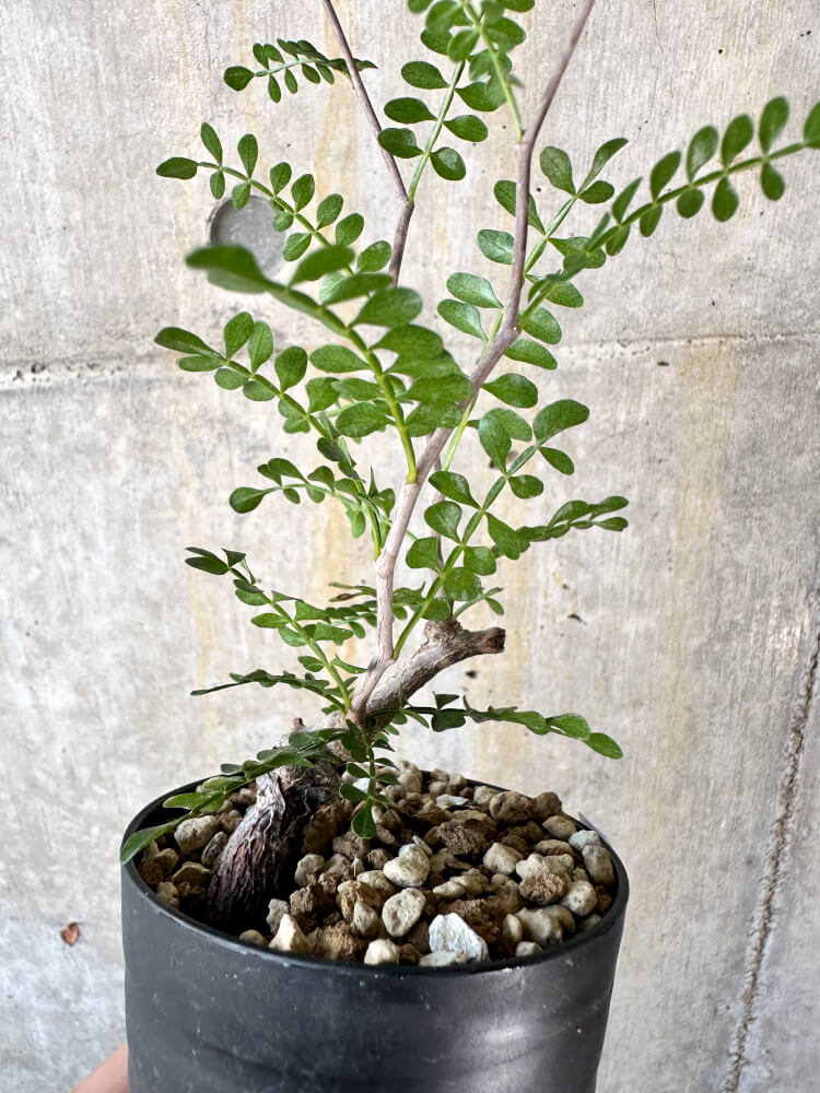 【現品限り】オペルクリカリア・パキプス 根挿し【K48】 Operculicarya pachypus