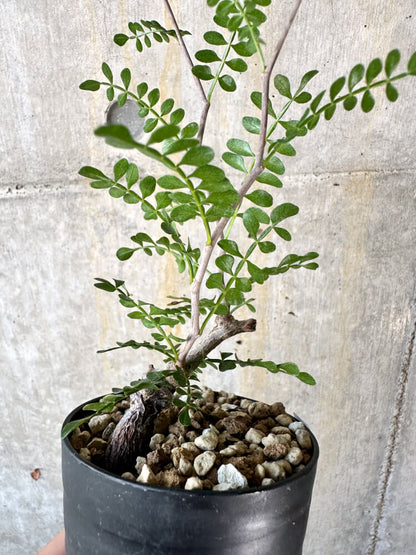 【現品限り】オペルクリカリア・パキプス 根挿し【K48】 Operculicarya pachypus