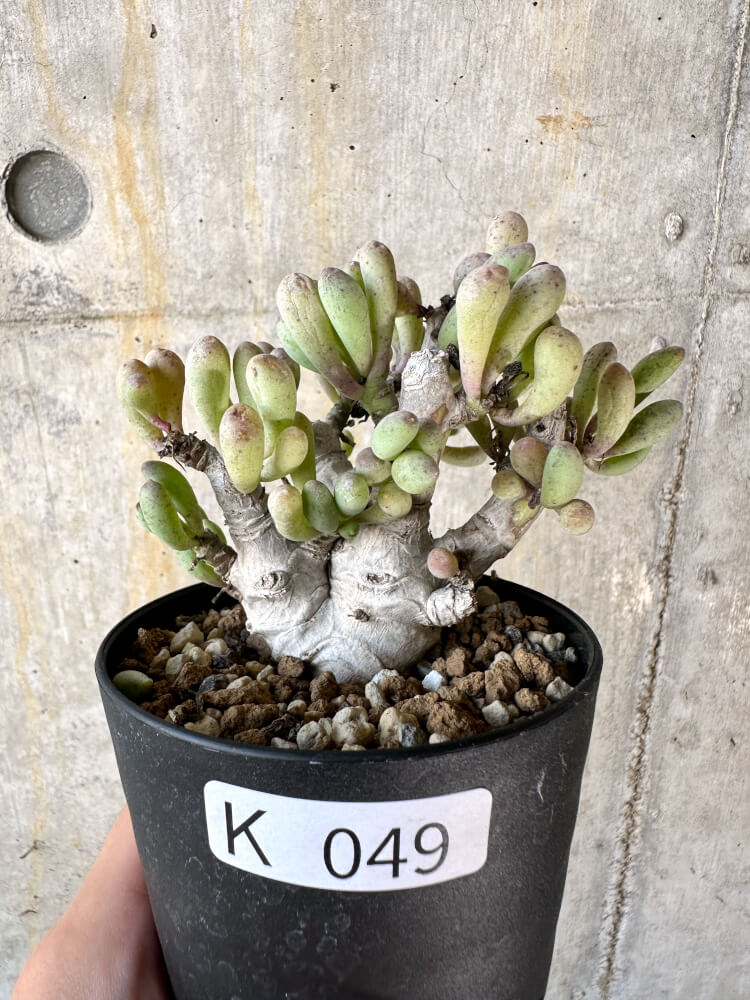 【現品限り】オトンナ・クラビフォリア【K49】 Othonna clavifolia