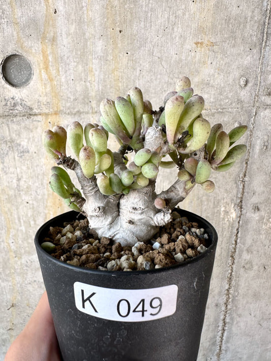 【現品限り】オトンナ・クラビフォリア【K49】 Othonna clavifolia