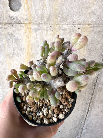 【現品限り】オトンナ・クラビフォリア【K49】 Othonna clavifolia