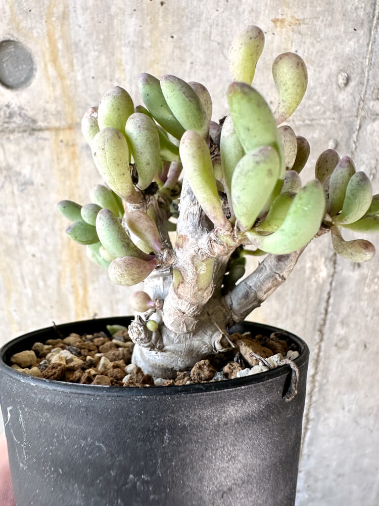 【現品限り】オトンナ・クラビフォリア【K49】 Othonna clavifolia