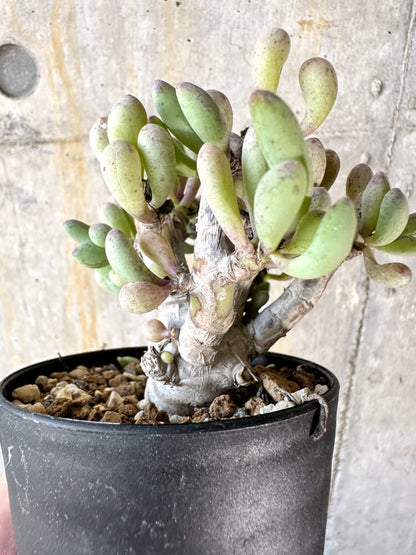 【現品限り】オトンナ・クラビフォリア【K49】 Othonna clavifolia