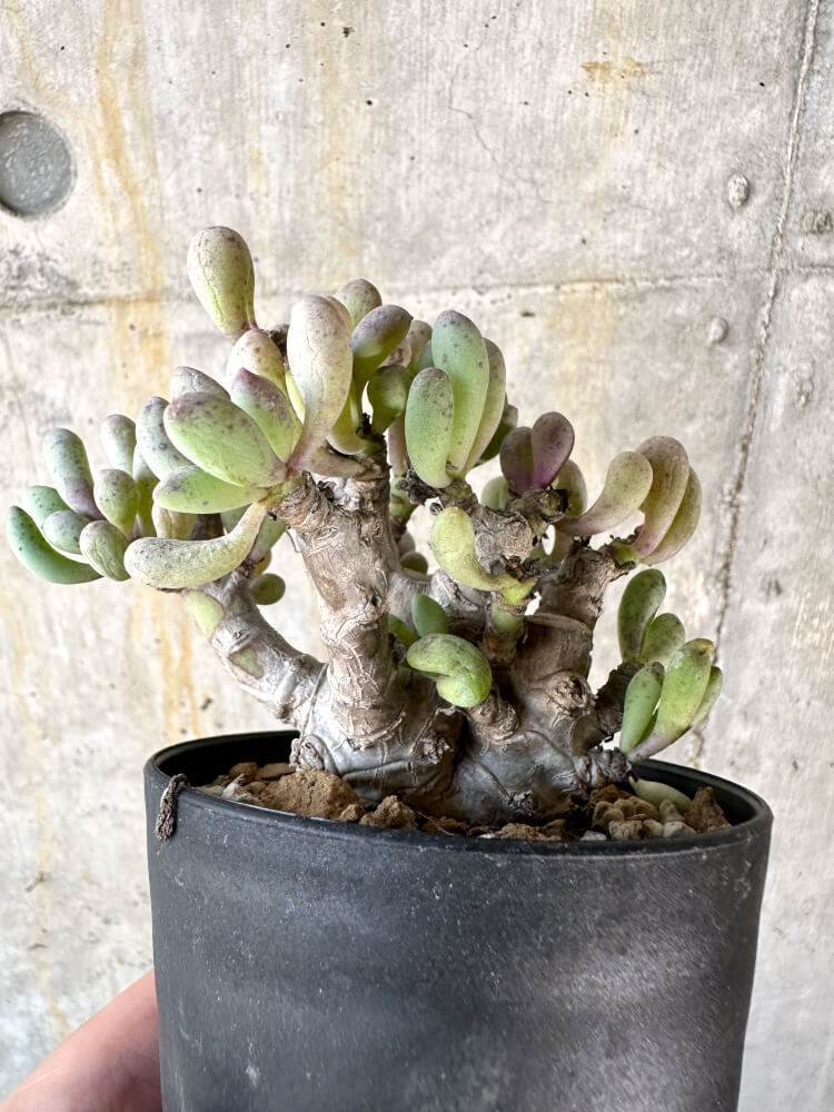 【現品限り】オトンナ・クラビフォリア【K49】 Othonna clavifolia