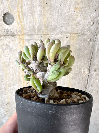 【現品限り】オトンナ・クラビフォリア【K49】 Othonna clavifolia