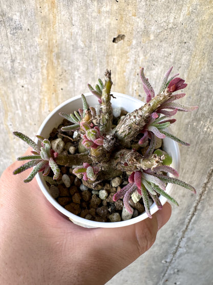 【現品限り】フィロボルス・レスルゲンス【K4】 Phyllobolus resurgens