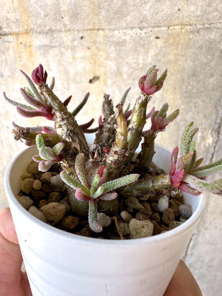 【現品限り】フィロボルス・レスルゲンス【K4】 Phyllobolus resurgens