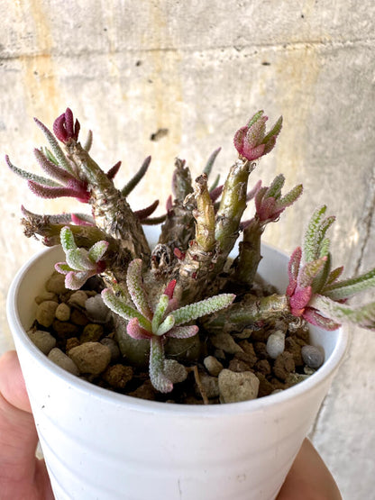 【現品限り】フィロボルス・レスルゲンス【K4】 Phyllobolus resurgens