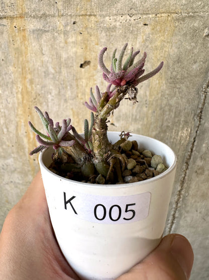 【現品限り】フィロボルス・レスルゲンス【K5】 Phyllobolus resurgens