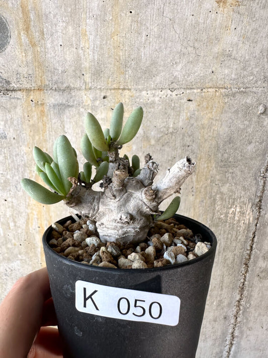 【現品限り】オトンナ・クラビフォリア【K50】 Othonna clavifolia