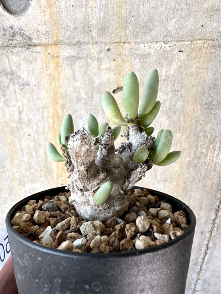 【現品限り】オトンナ・クラビフォリア【K50】 Othonna clavifolia