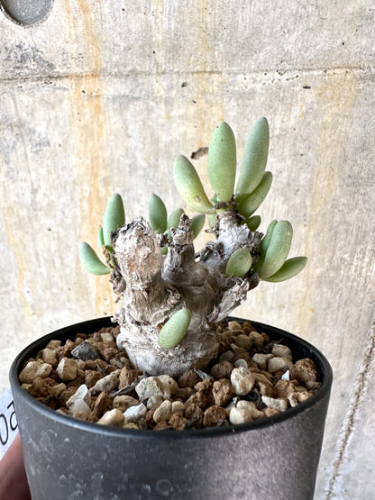 【現品限り】オトンナ・クラビフォリア【K50】 Othonna clavifolia