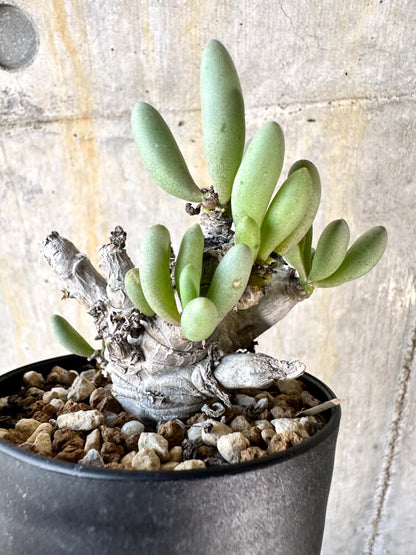 【現品限り】オトンナ・クラビフォリア【K50】 Othonna clavifolia