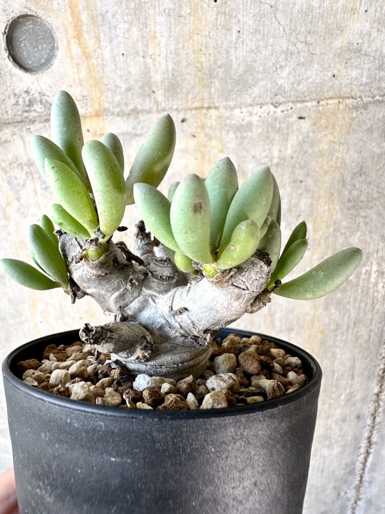 【現品限り】オトンナ・クラビフォリア【K50】 Othonna clavifolia
