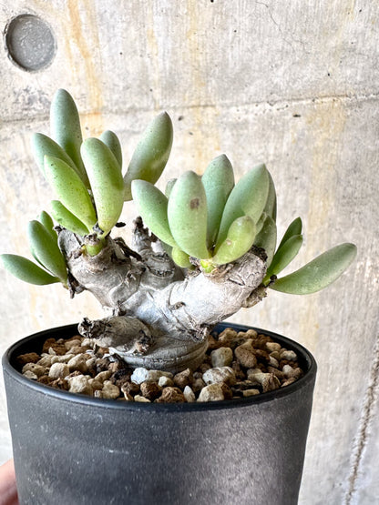 【現品限り】オトンナ・クラビフォリア【K50】 Othonna clavifolia