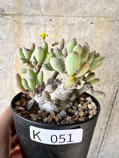 【現品限り】オトンナ・クラビフォリア【K51】 Othonna clavifolia