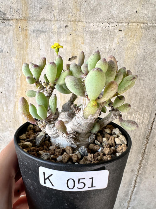 【現品限り】オトンナ・クラビフォリア【K51】 Othonna clavifolia