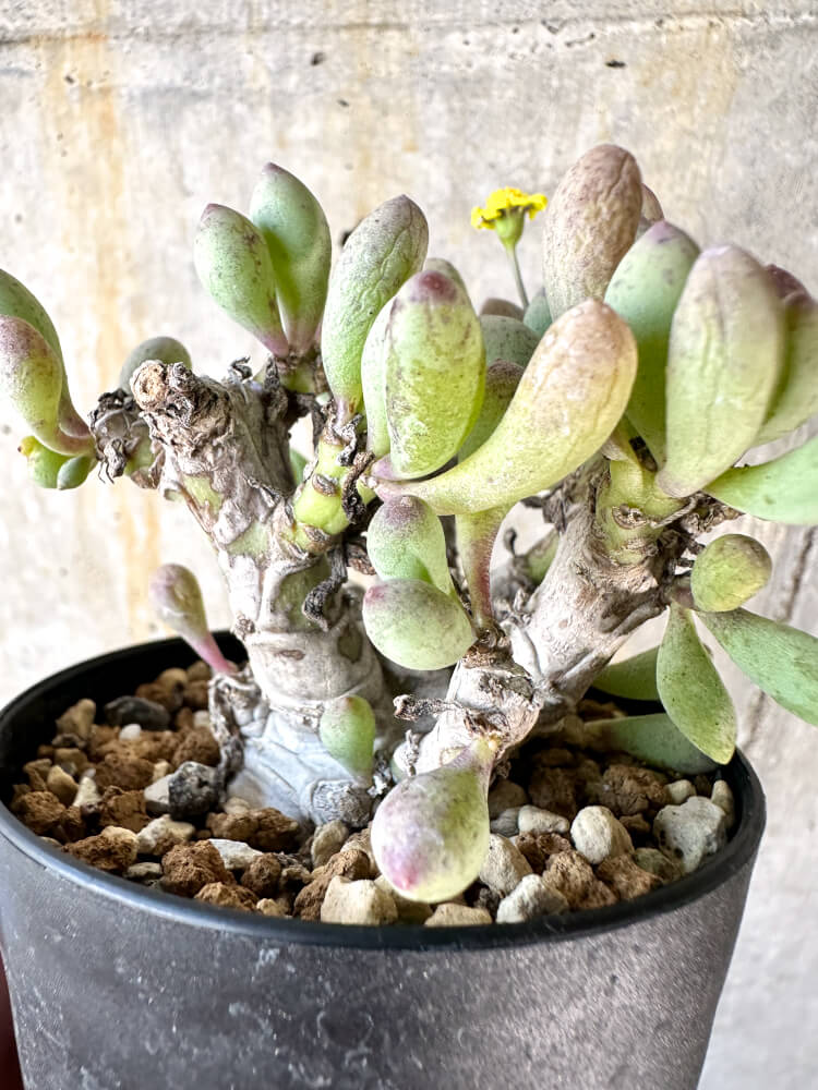 【現品限り】オトンナ・クラビフォリア【K51】 Othonna clavifolia