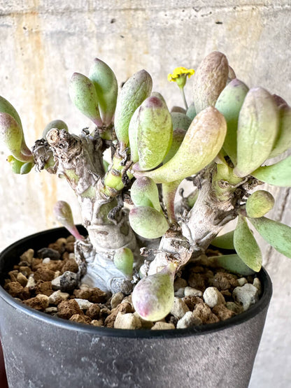 【現品限り】オトンナ・クラビフォリア【K51】 Othonna clavifolia
