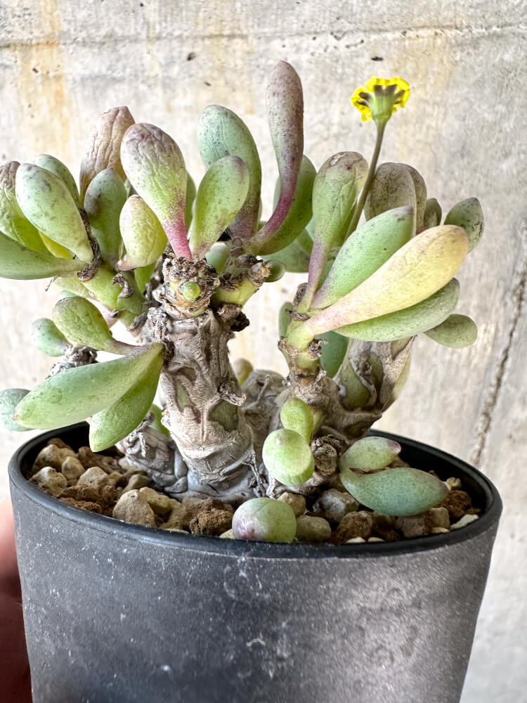【現品限り】オトンナ・クラビフォリア【K51】 Othonna clavifolia