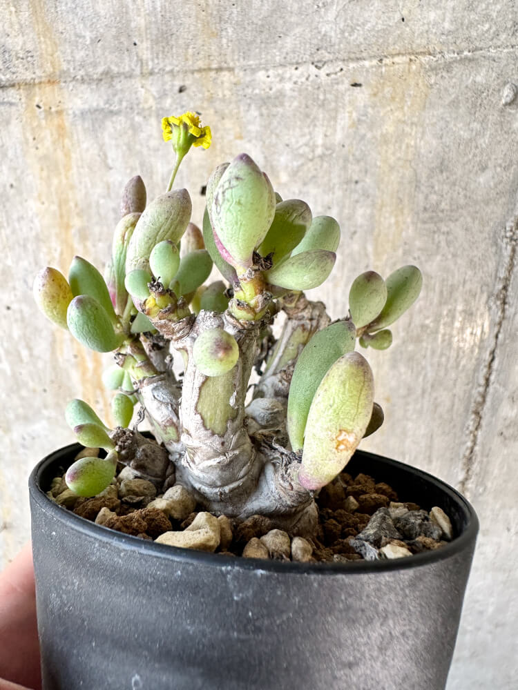 【現品限り】オトンナ・クラビフォリア【K51】 Othonna clavifolia