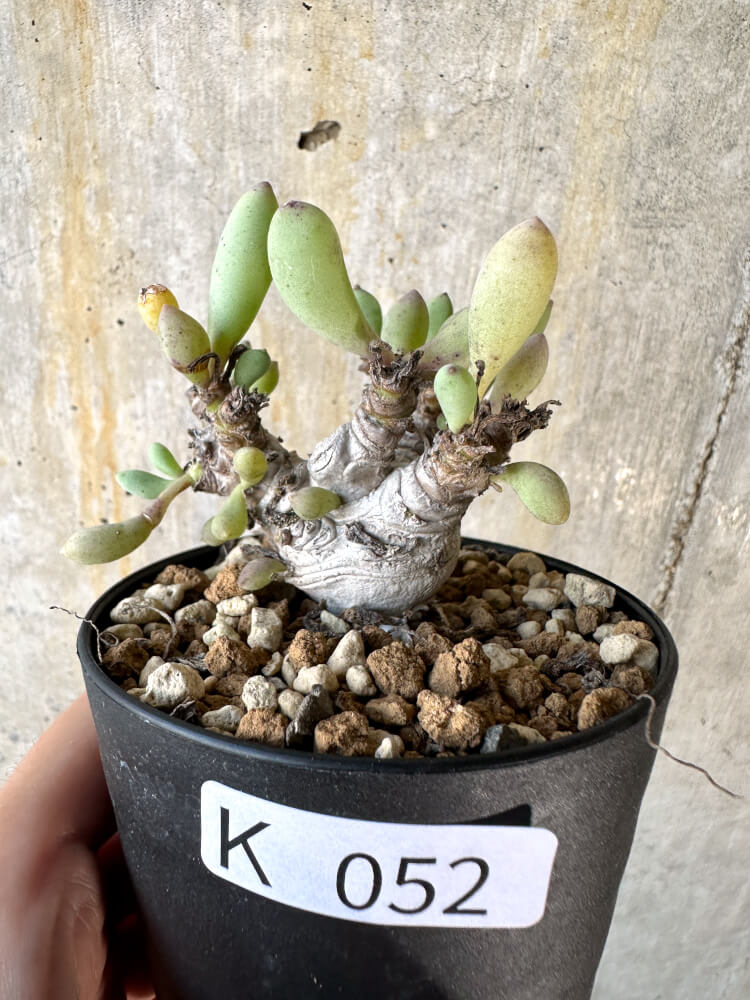 【現品限り】オトンナ・クラビフォリア【K52】 Othonna clavifolia