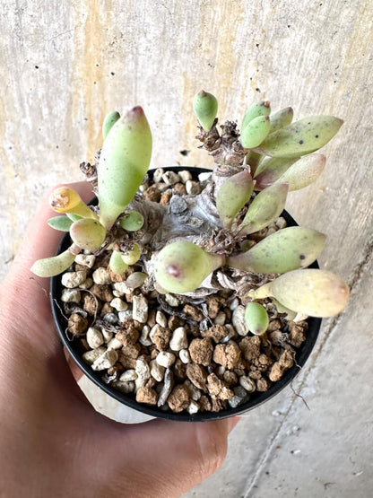 【現品限り】オトンナ・クラビフォリア【K52】 Othonna clavifolia