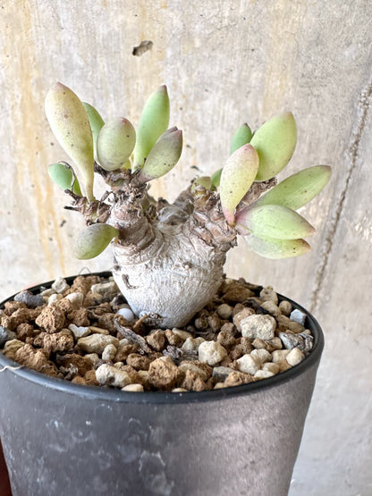 【現品限り】オトンナ・クラビフォリア【K52】 Othonna clavifolia