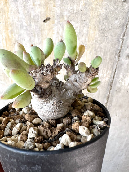 【現品限り】オトンナ・クラビフォリア【K52】 Othonna clavifolia