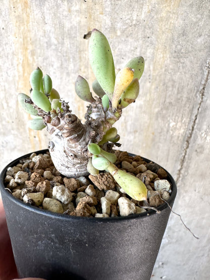 【現品限り】オトンナ・クラビフォリア【K52】 Othonna clavifolia