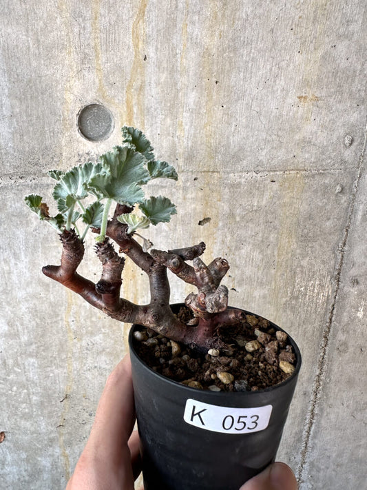 【現品限り】ペラルゴニム・ミラビレ 挿し木 発根済み【K53】 Pelargonium mirabile