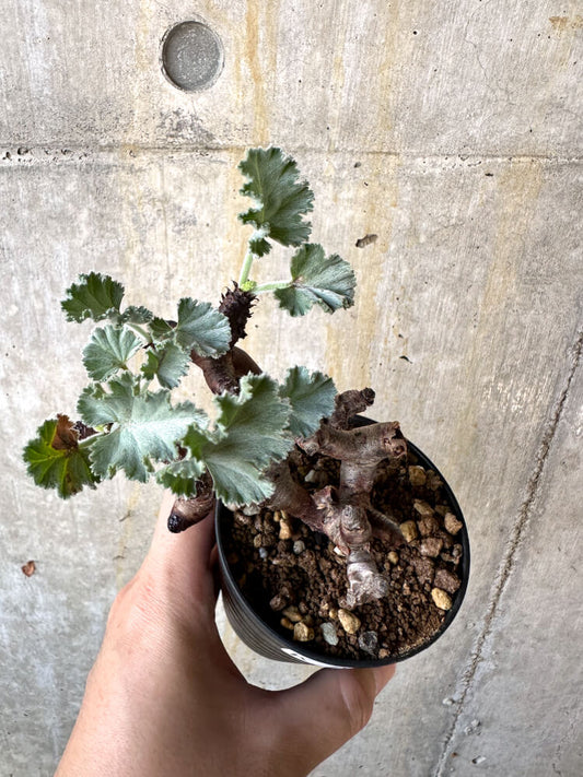 【現品限り】ペラルゴニム・ミラビレ 挿し木 発根済み【K53】 Pelargonium mirabile