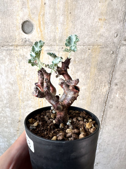 【現品限り】ペラルゴニム・ミラビレ 挿し木 発根済み【K53】 Pelargonium mirabile