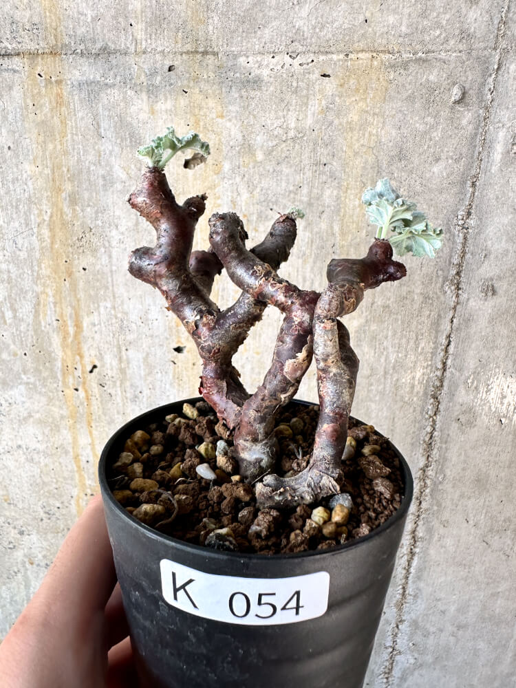 【現品限り】ペラルゴニム・ミラビレ 挿し木 発根済み【K54】 Pelargonium mirabile