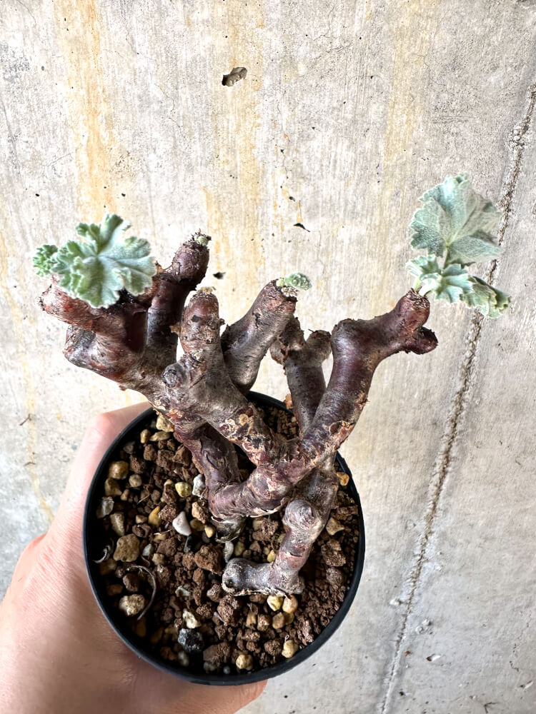 【現品限り】ペラルゴニム・ミラビレ 挿し木 発根済み【K54】 Pelargonium mirabile