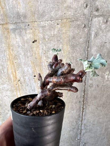 【現品限り】ペラルゴニム・ミラビレ 挿し木 発根済み【K54】 Pelargonium mirabile