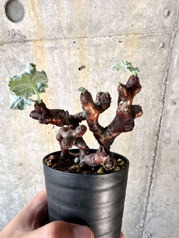 【現品限り】ペラルゴニム・ミラビレ 挿し木 発根済み【K54】 Pelargonium mirabile