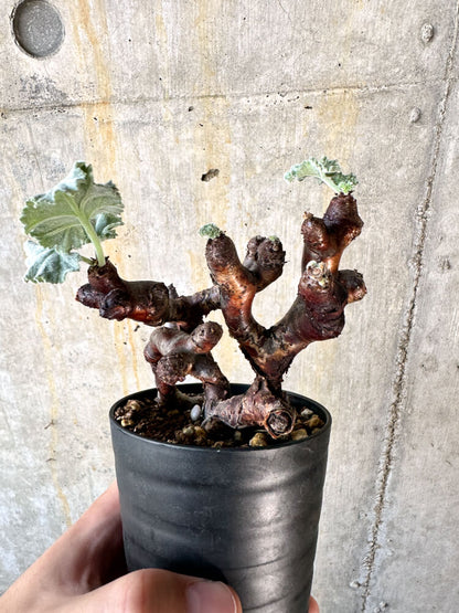 【現品限り】ペラルゴニム・ミラビレ 挿し木 発根済み【K54】 Pelargonium mirabile