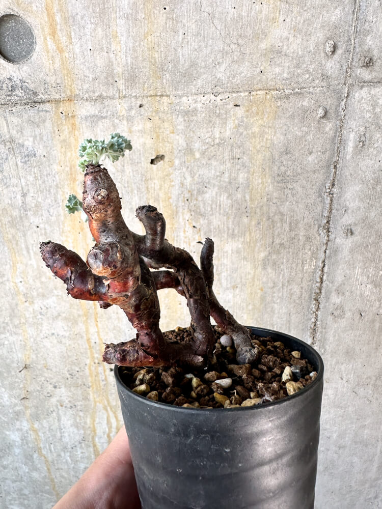 【現品限り】ペラルゴニム・ミラビレ 挿し木 発根済み【K54】 Pelargonium mirabile