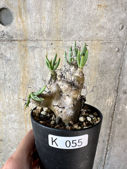 【現品限り】チレコドン・レティキュラータス 万物想【K55】 Tylecodon reticulatus ssp phyllopodium