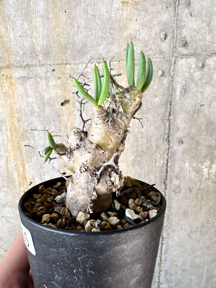 【現品限り】チレコドン・レティキュラータス 万物想【K55】 Tylecodon reticulatus ssp phyllopodium
