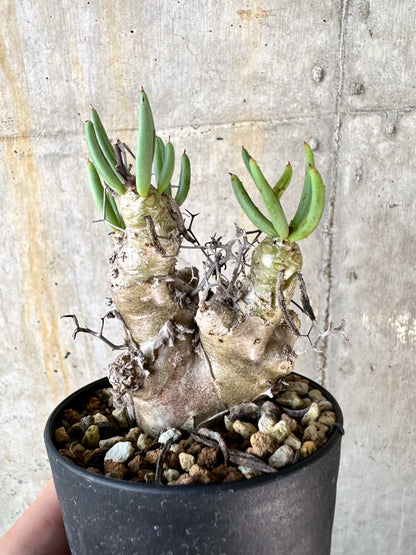 【現品限り】チレコドン・レティキュラータス 万物想【K55】 Tylecodon reticulatus ssp phyllopodium