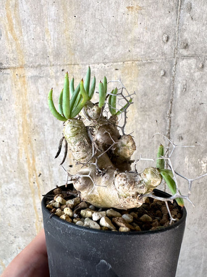 【現品限り】チレコドン・レティキュラータス 万物想【K55】 Tylecodon reticulatus ssp phyllopodium