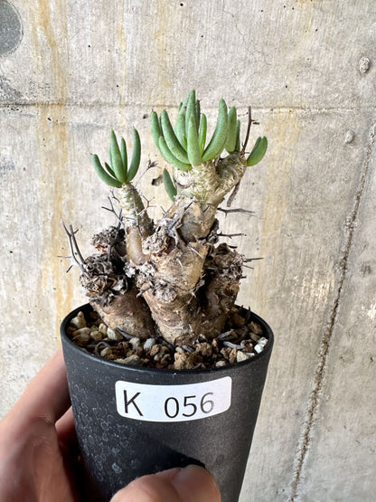 【現品限り】チレコドン・レティキュラータス 万物想【K56】 Tylecodon reticulatus ssp phyllopodium