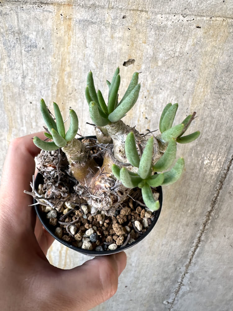 【現品限り】チレコドン・レティキュラータス 万物想【K56】 Tylecodon reticulatus ssp phyllopodium