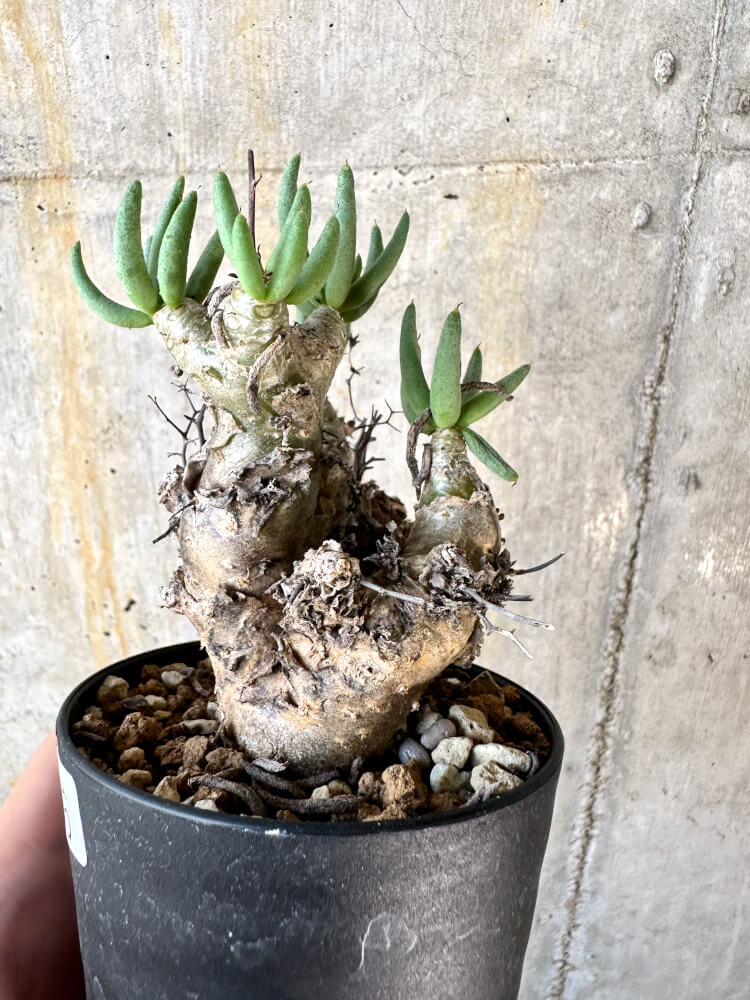 【現品限り】チレコドン・レティキュラータス 万物想【K56】 Tylecodon reticulatus ssp phyllopodium