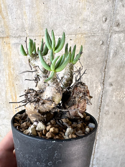 【現品限り】チレコドン・レティキュラータス 万物想【K56】 Tylecodon reticulatus ssp phyllopodium