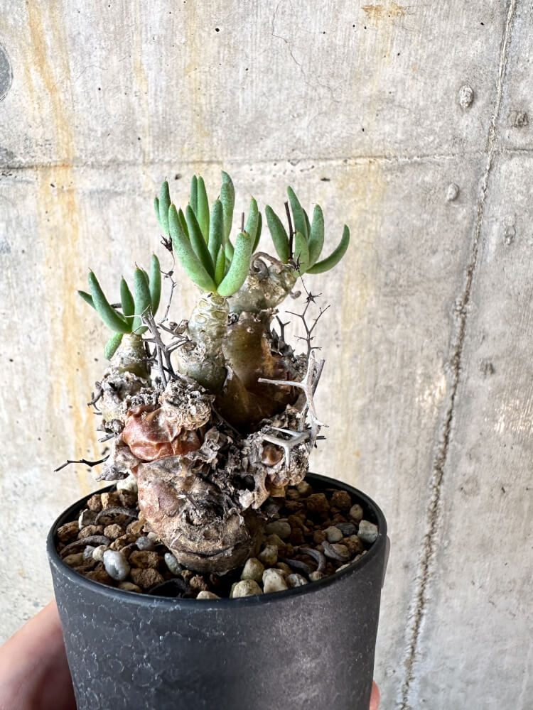 【現品限り】チレコドン・レティキュラータス 万物想【K56】 Tylecodon reticulatus ssp phyllopodium